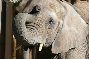 Hogle Zoo elephant